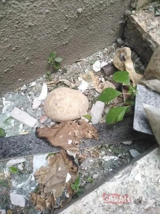 İzmir'de dehşet evi! Metruk binada 3 kafatası bulundu